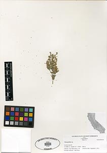 Herbarium Sheet of 